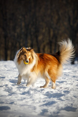 Obraz na płótnie Canvas Red fluffy dog in the winter park.