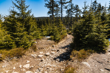Obraz premium Long mountain trail full of old high trees around