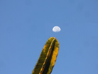 cactus in the sky with moon