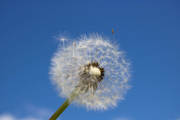 A dandelion with seeds blown away by the wind across a clear blue sky.