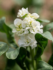 white flowers of a tree