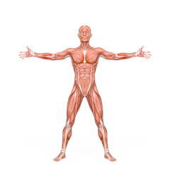 Fototapeta premium average man muscle maps is with arms and legs open