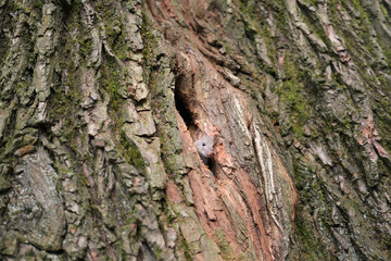 Сute frightened gray mouse looks out of a crack in a tree trunk with a rough bark overgrown with moss
