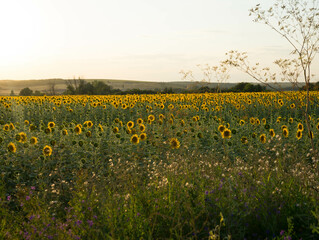 large field with sunflowers at sunset