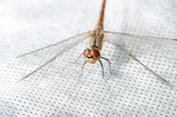 Dragonfly sits on a white surface.