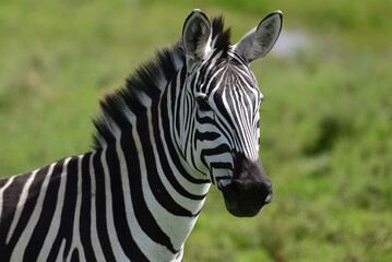 Fototapeta na wymiar Zebra portrait