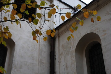 autumn leaves on the wall