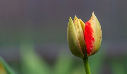 Opening tulip bud on a natural background. Selective focus.