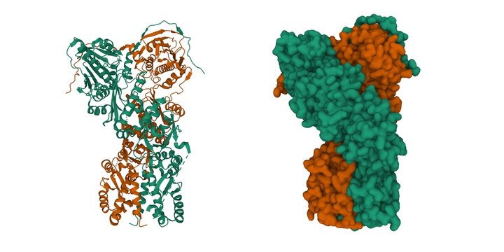 Full-length human mitochondrial Hsp90 (TRAP1) homodimer. 3D cartoon and Gaussian surface models, chain id color scheme, PDB 7kck, white background
