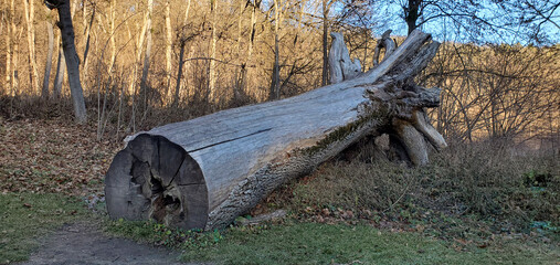 felled tree in the woods with large roots