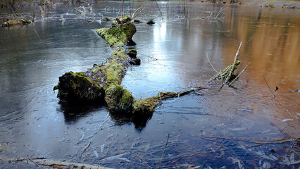 old log in a green moss in a frozen lake