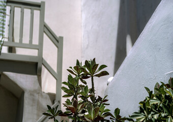 Schefflera outdoor plant on white cement wall background, wooden greek balcony, cement wall, white...