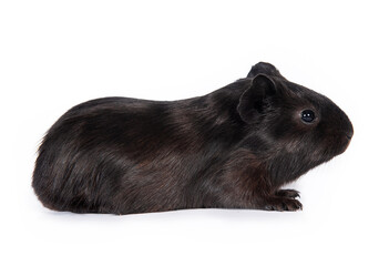 Little black guinea pig baby isolated on white background