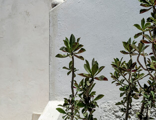 Schefflera outdoor plant on white cement wall background, white traditional mediterranean house