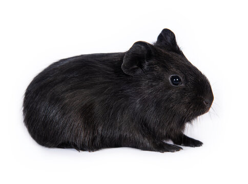 Guinea pig black sales