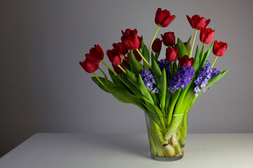 red tulips on grey background 