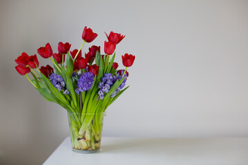 red tulips on white background 