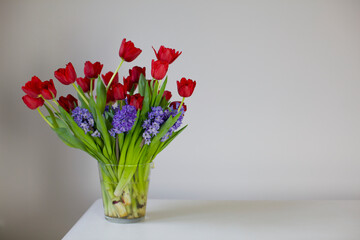 red tulips on white background 