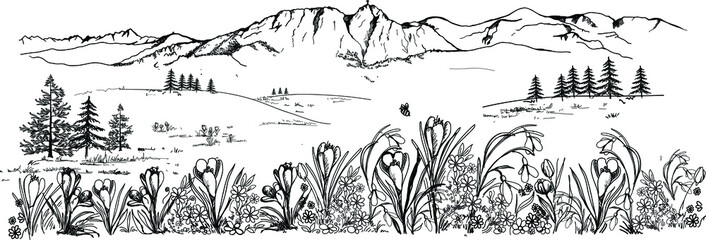 Spring in the mountains. Mountain landscape with spring flowers, crocuses, snowdrops, tuulipans and daisies. Zakopane, Giewont in Podhale. Vector landscape, hand drawing. - obrazy, fototapety, plakaty