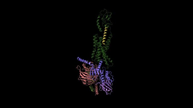 Human secretin (orange) receptor (green) Gs complex. Animated 3D cartoon and Gaussian surface models, chain entity color scheme, PDB 6wi9, black background