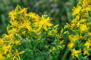 St. John's wort yellow flowers grow in the meadow. Hypericum perforatum herbal plant with yellow...