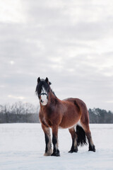 hübsches Pony steht im Schnee, Majestätisches Pferd im Winter – Braunes Pferd auf...