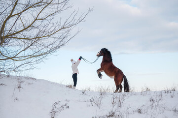 hübsches Welsh Mountain Pony steigt auf einem Hügel - junges Mädchen animiert zu zirkuslektion - Pony kann tolle Tricks im Schnee