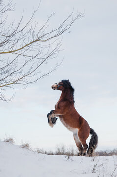 hübsches Welshpony Pony steigt auf einem Hügel im schnee braunes Pony 