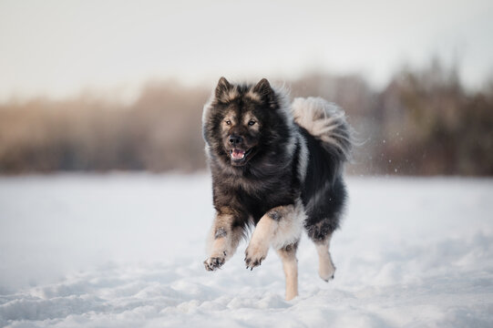 hübscher Eurasier Rassehund Hund Rüde im Schnee bei Sonnenschein im Winter flauschiger süßer Hund