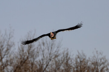 Trumpeter Hornbill in flight