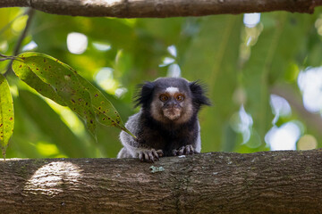 The monkey on the tree. The Black-tufted marmoset also know as Mico-estrela is a typical monkey from central Brazil. Species Callithrix penicillata. Animal lover. Wildlife. Squint-eyed