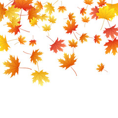 Maple leaves vector background, autumn foliage on white graphic design.