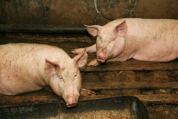 Young funny dirty piglets on a pig farm