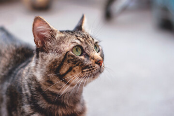 Gato atigrado mirando al cielo