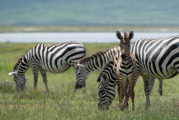 Fototapeta na wymiar Zebras in Ngorongoro Crater