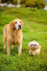 portait of two dogs friends big golden retriever dog and small cute white dog puppy standing together on green grass on a sunny day	