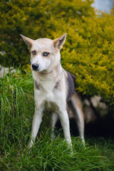 Portrait of a beautiful white husky with black and beige spots, with bright blue eyes and a black shiny nose, standing and showing disbelief, in a park on sunny day against the backdrop of yellow bush