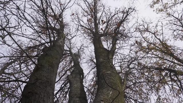 Camera moving towards tree tops from below. Winter. Dark and sad concept. Leafless trees