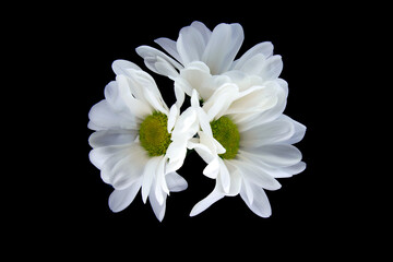 Margaretki, kwiaty niczym stokrotki. białe płatki w kompozycja na pulpit. tło i tekstura tła...
