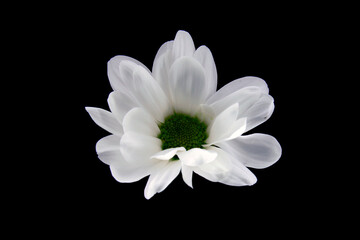 Margaretki, kwiaty niczym stokrotki. białe płatki w kompozycja na pulpit. tło i tekstura tła...