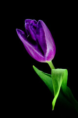 Niebieski tulipan, idealny do życzeń na dzień Babci, na święta wielkanocne i jako tapeta i...