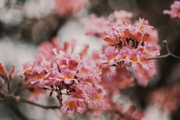 traditional tree of paraguay named tajy or lapacho with pink flowers