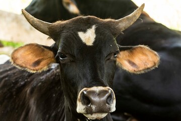 Gado-bovino-doméstico (nome científico: Bos taurus) é uma espécie de bovino do gênero Bos e da...