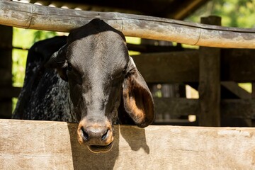 Gado-bovino-doméstico (nome científico: Bos taurus) é uma espécie de bovino do gênero Bos e da...