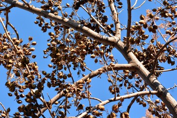 Cápsulas abiertas en las ramas de un árbol de paulownia tomentosa en invierno