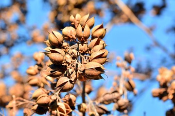 Cápsulas abiertas en las ramas de un árbol de paulownia tomentosa en invierno