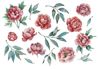 Set of watercolor pink peonies with foliage. Isolated images.