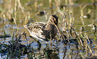 African Snipe, Kruger National Park
