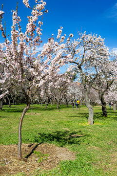 Park Quinta de los Molinos in Madrid in full bloom of spring almond and cherry trees with white and pink flowers on a clear day, in Spain. Europe. Vertical photography. Spring. Spring Time 2023.