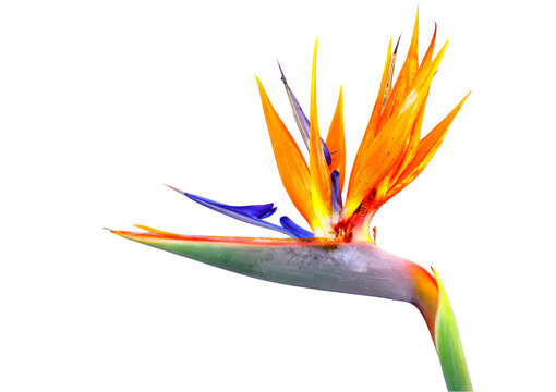 Strelitzia on White. Flower of strelitzia (Strelitzia reginae) or Bird of Paradise, isolated on white background, taken in Southern Brazil.